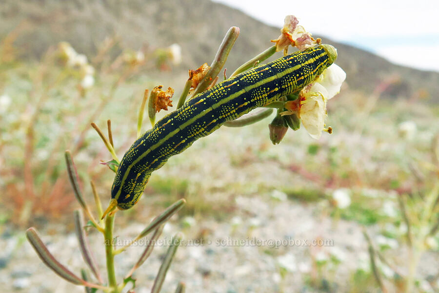 white-lined sphinx moth caterpillar (Hyles lineata) [south of East Butte, Ocotillo Wells SVRA, San Diego County, California]