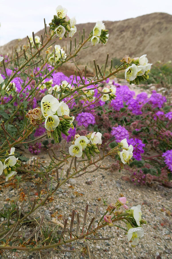 brown-eyed primrose & sand-verbena (Chylismia claviformis (Camissonia claviformis), Abronia villosa) [south of East Butte, Ocotillo Wells SVRA, San Diego County, California]