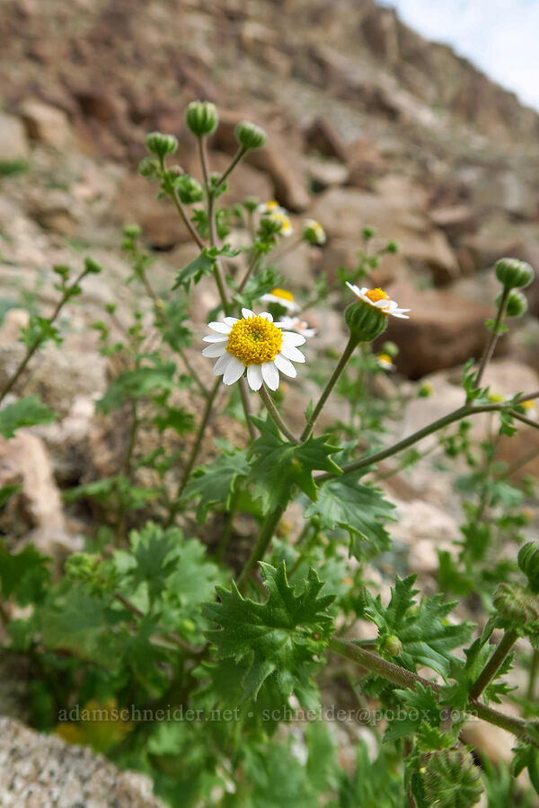 Emory's rock-daisy (Perityle emoryi) [south of East Butte, Ocotillo Wells SVRA, San Diego County, California]