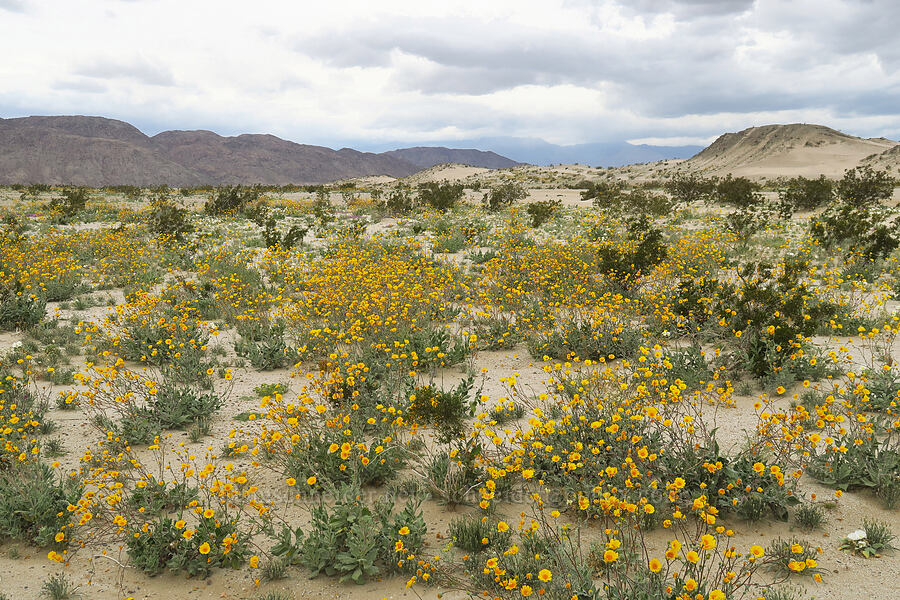 desert sunflowers (Geraea canescens) [Shell Reef Expressway, Ocotillo Wells SVRA, San Diego County, California]