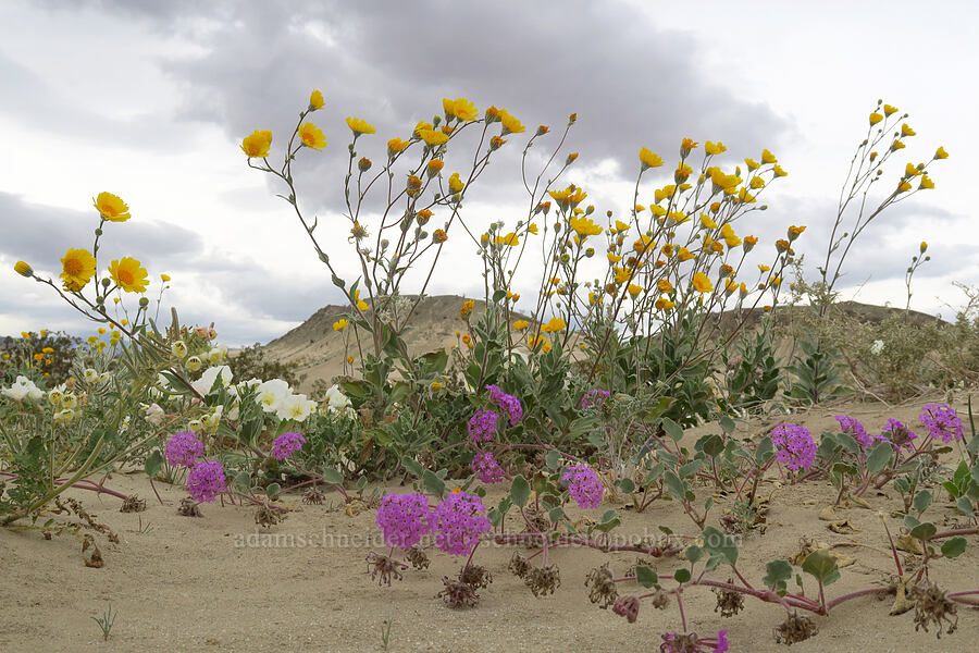 desert wildflowers (Abronia villosa, Geraea canescens, Oenothera deltoides) [Shell Reef Expressway, Ocotillo Wells SVRA, San Diego County, California]