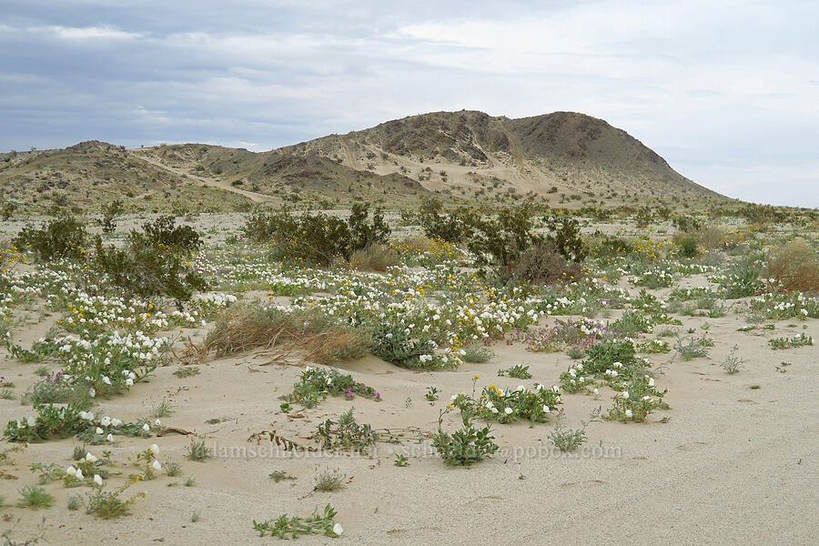 Squaw Peak & desert wildflowers (Oenothera deltoides, Geraea canescens, Abronia villosa) [Shell Reef Expressway, Ocotillo Wells SVRA, San Diego County, California]