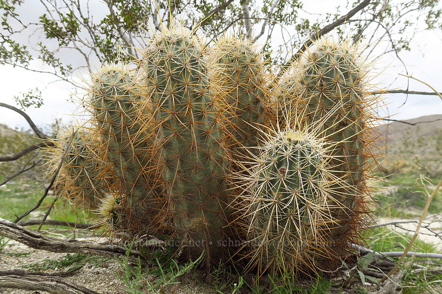 strawberry hedgehog cactus (Echinocereus engelmannii) [California SR-78, Anza-Borrego Desert State Park, San Diego County, California]