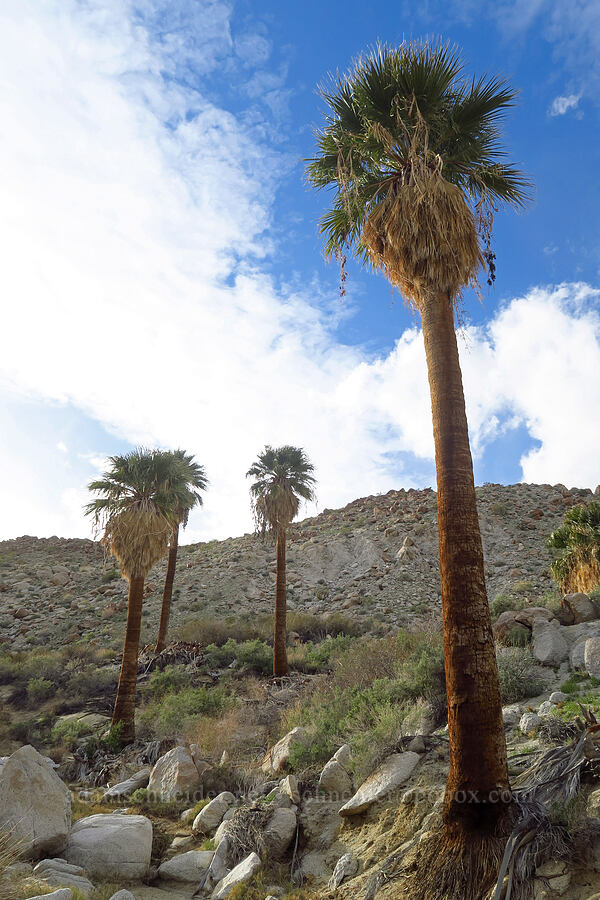 California fan palms (Washingtonia filifera) [Mountain Palm Springs, Anza-Borrego Desert State Park, San Diego County, California]
