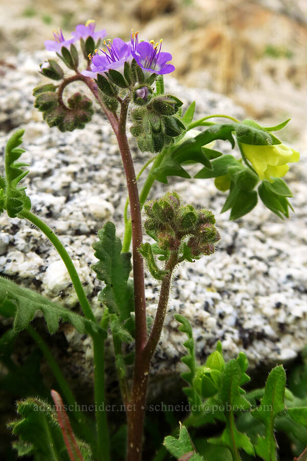 notch-leaved phacelia & whispering bells (Phacelia crenulata, Emmenanthe penduliflora) [Mountain Palm Springs, Anza-Borrego Desert State Park, San Diego County, California]