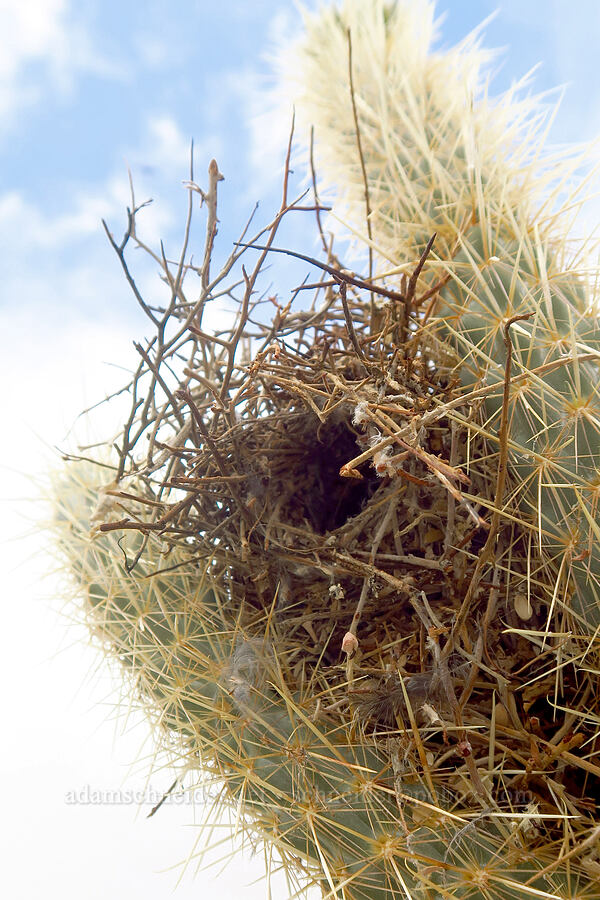 cactus wren nest in a cholla (Campylorhynchus brunneicapillus, Cylindropuntia sp. (Opuntia sp.)) [Mountain Palm Springs, Anza-Borrego Desert State Park, San Diego County, California]