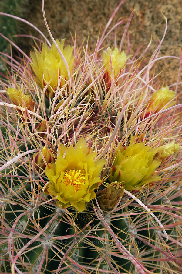 California barrel cactus flowers (Ferocactus cylindraceus) [Mountain Palm Springs, Anza-Borrego Desert State Park, San Diego County, California]