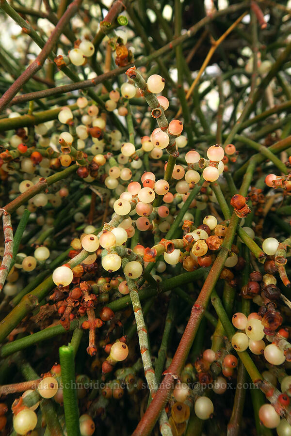 desert mistletoe berries (Phoradendron californicum) [Mountain Palm Springs, Anza-Borrego Desert State Park, San Diego County, California]