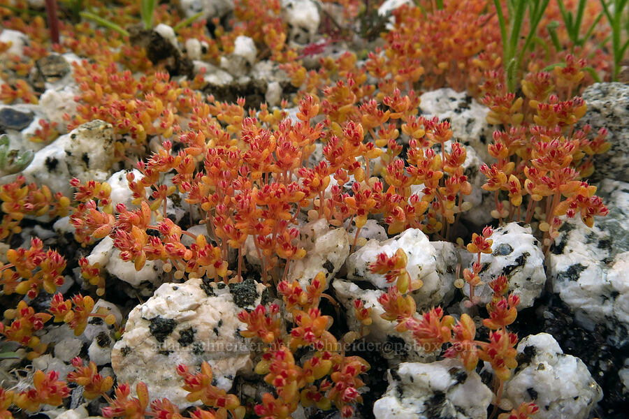 pygmy stonecrop (Crassula connata) [Mountain Palm Springs, Anza-Borrego Desert State Park, San Diego County, California]