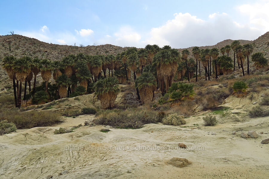 Southwest Grove (Washingtonia filifera) [Mountain Palm Springs, Anza-Borrego Desert State Park, San Diego County, California]