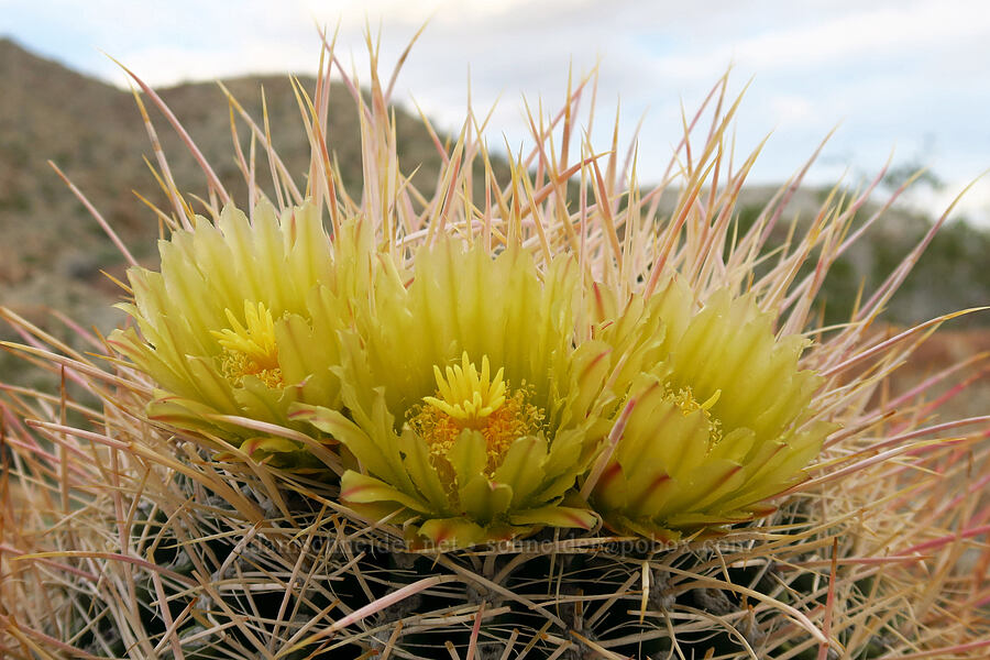 California barrel cactus flowers (Ferocactus cylindraceus) [Mountain Palm Springs, Anza-Borrego Desert State Park, San Diego County, California]