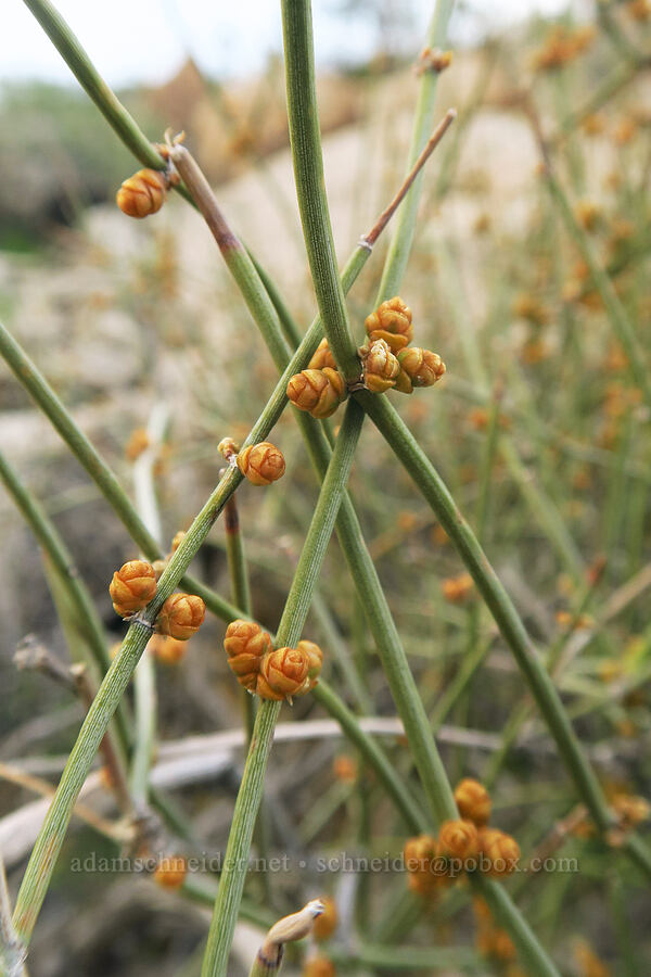 California ephedra (Ephedra californica) [Mountain Palm Springs, Anza-Borrego Desert State Park, San Diego County, California]