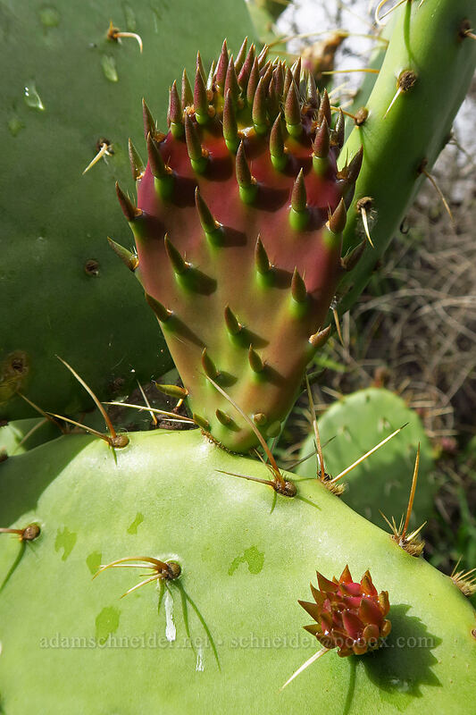 coastal prickly-pear cactus (Opuntia littoralis) [Famosa Slough, San Diego, California]