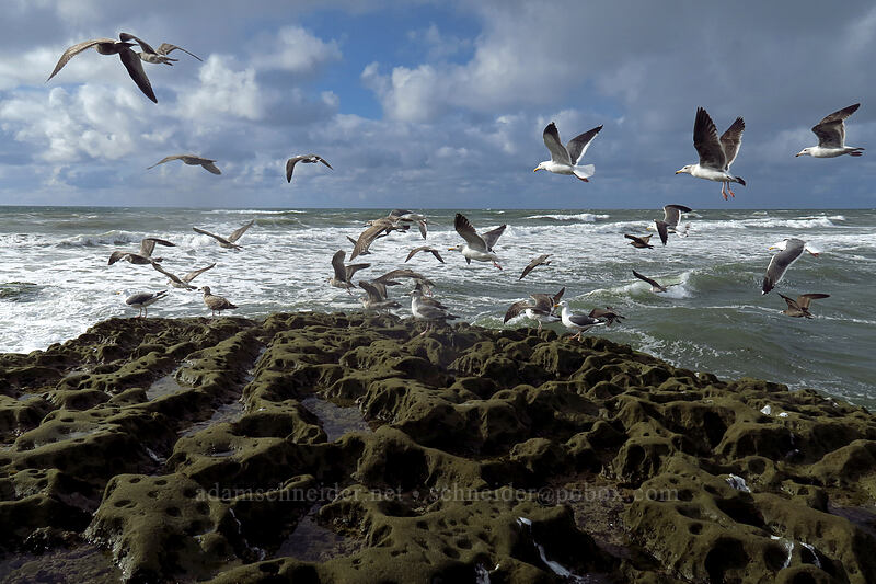 western gulls & Heermann's gulls (Larus occidentalis, Larus heermanni) [Sunset Cliffs Boulevard, San Diego, California]