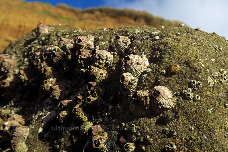 red thatched barnacles (Tetraclita rubescens) [Sunset Cliffs Natural Park, San Diego, California]
