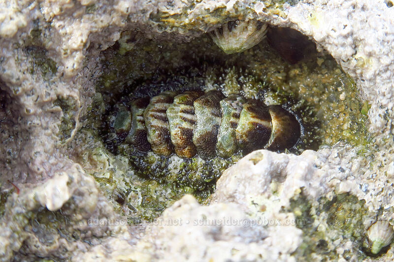 southern spiny chiton (Nuttallina fluxa) [Sunset Cliffs Natural Park, San Diego, California]