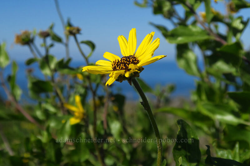 California brittlebush (bush sunflower) (Encelia californica) [Scripps Coastal Reserve, La Jolla, San Diego County, California]