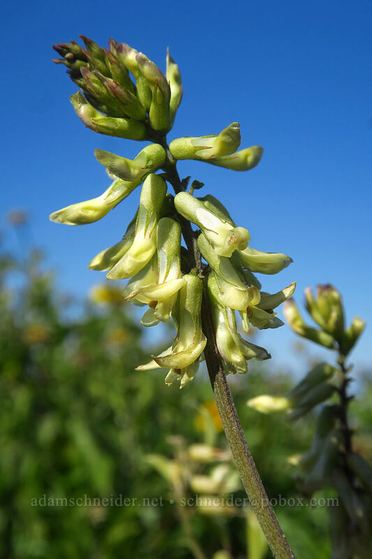 Southern California milk-vetch (Astragalus trichopodus var. lonchus) [Scripps Coastal Reserve, La Jolla, San Diego County, California]