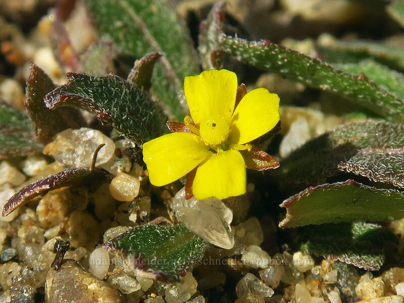 tiny evening primrose (Camissoniopsis sp.) [Scripps Coastal Reserve, La Jolla, San Diego County, California]