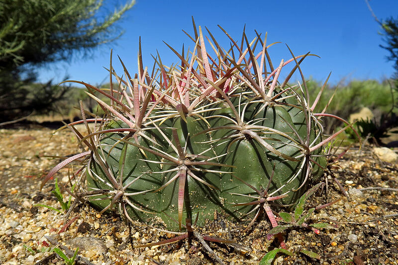 coast barrel cactus (Ferocactus viridescens) [Scripps Coastal Reserve, La Jolla, San Diego County, California]