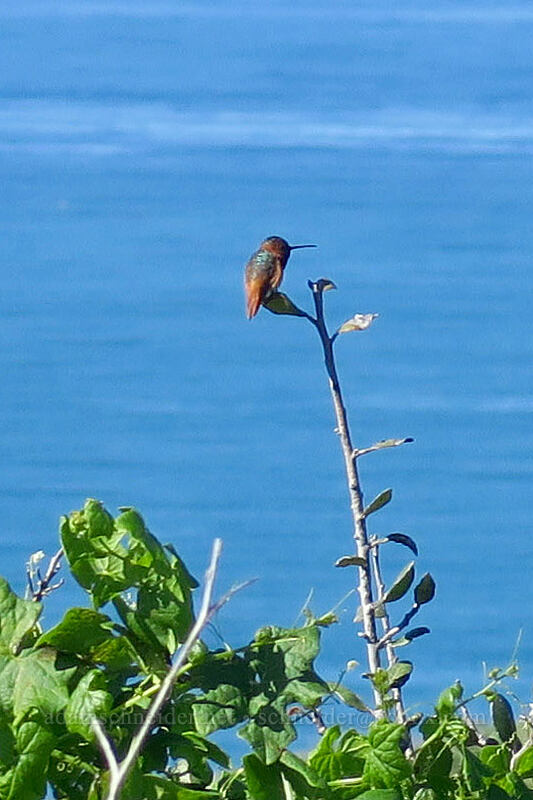 Allen's hummingbird (Selasphorus sasin) [Scripps Coastal Reserve, La Jolla, San Diego County, California]