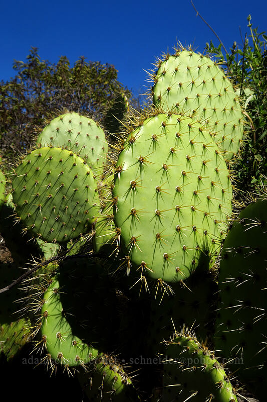 coastal prickly-pear cactus (Opuntia littoralis) [Torrey Pines State Natural Reserve Extension, San Diego, California]