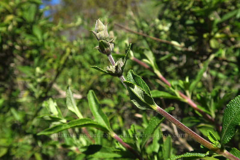 black sage, budding (Salvia mellifera) [Torrey Pines State Natural Reserve Extension, San Diego, California]