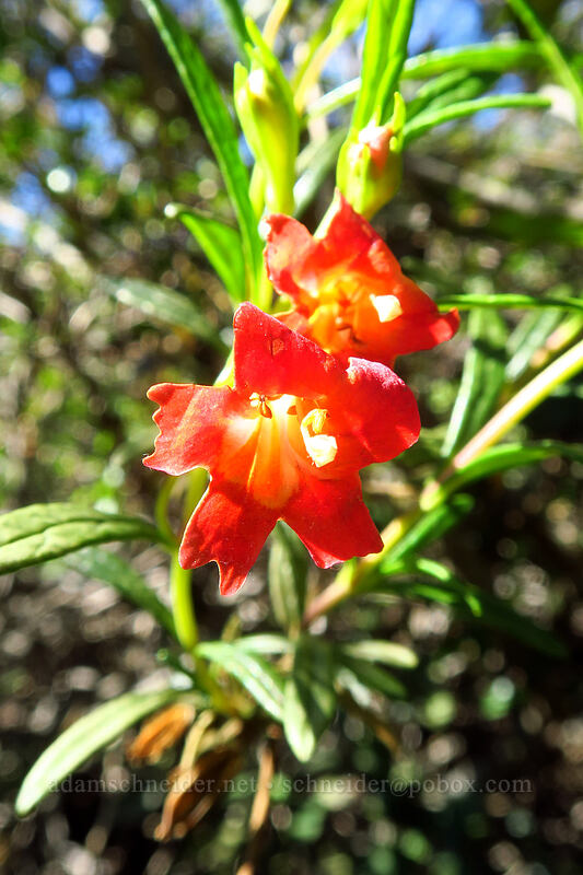 red bush monkeyflower (Diplacus puniceus (Mimulus aurantiacus var. puniceus)) [Torrey Pines State Natural Reserve Extension, San Diego, California]