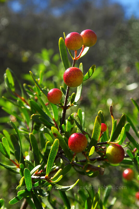 bush-rue berries (Cneoridium dumosum) [Torrey Pines State Natural Reserve Extension, San Diego, California]