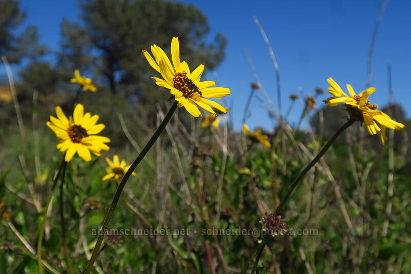 California brittlebush (bush sunflower) (Encelia californica) [Torrey Pines State Natural Reserve Extension, San Diego, California]