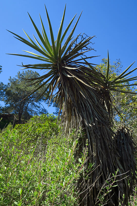 Mojave yucca (Yucca schidigera) [Torrey Pines State Natural Reserve Extension, San Diego, California]