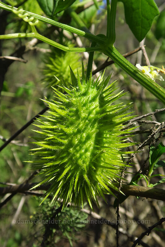 chilicothe (bigroot) fruit (Marah macrocarpus (Marah macrocarpa)) [Torrey Pines State Natural Reserve Extension, San Diego, California]