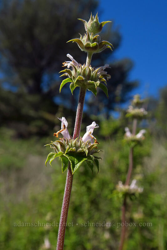 black sage (Salvia mellifera) [Torrey Pines State Natural Reserve Extension, San Diego, California]