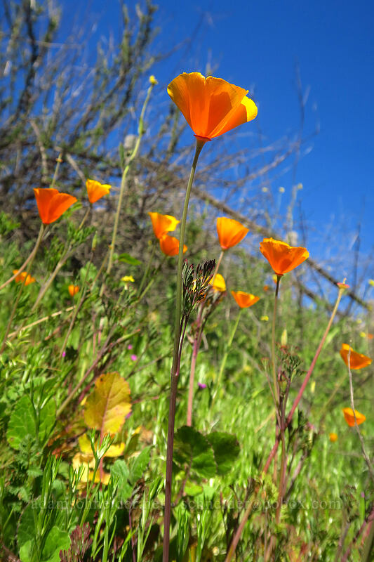California poppies (Eschscholzia californica) [Mission Trails Regional Park, San Diego, California]