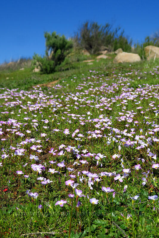 ground pink (Linanthus dianthiflorus) [Mission Trails Regional Park, San Diego, California]