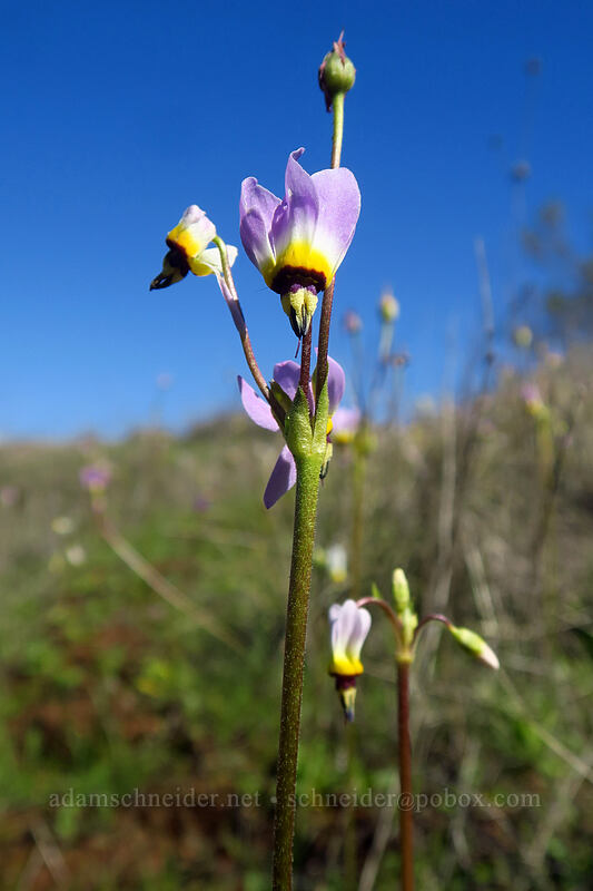 padre's shooting star (Dodecatheon clevelandii (Primula clevelandii)) [Mission Trails Regional Park, San Diego, California]