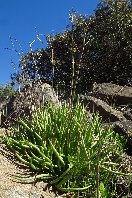fingertips (mission lettuce) (Dudleya edulis) [Mission Trails Regional Park, San Diego, California]
