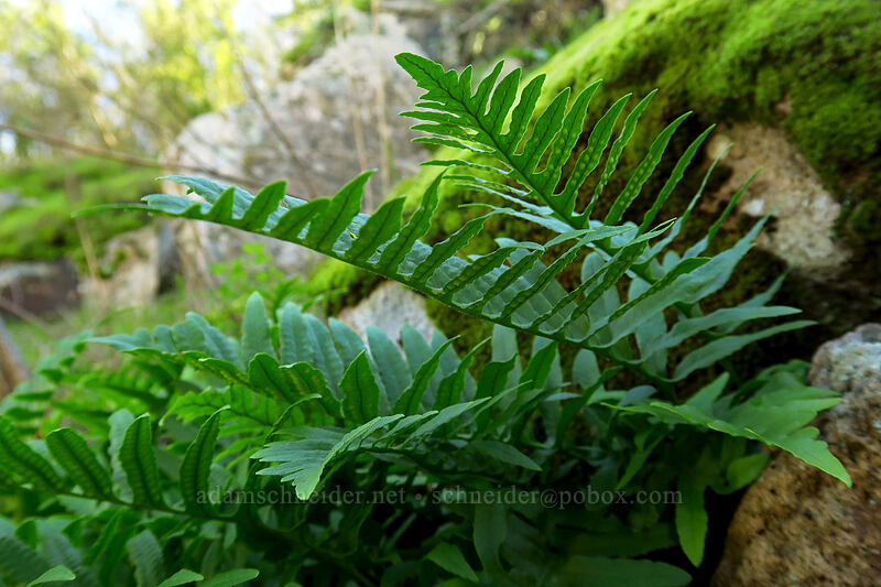 California polypody fern (Polypodium californicum) [Mission Trails Regional Park, San Diego, California]