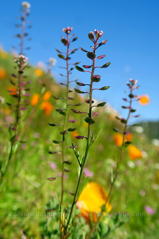 shining pepper-grass (Lepidium nitidum) [Mission Trails Regional Park, San Diego, California]