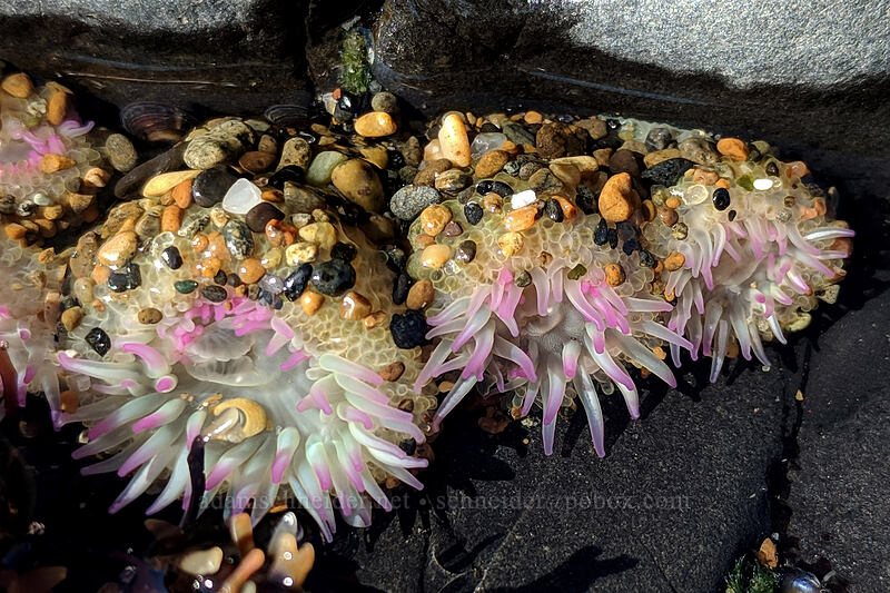 aggregating anemones (Anthopleura elegantissima) [Spanish Head, Lincoln City, Lincoln County, Oregon]