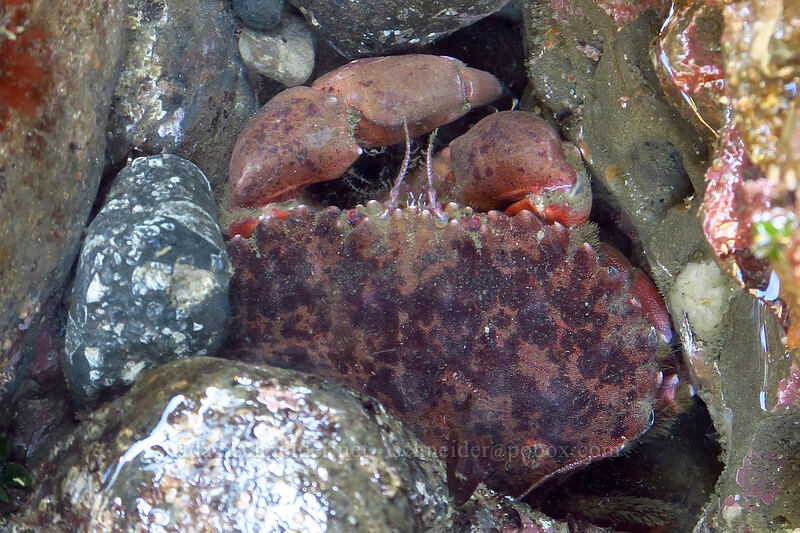 Pacific rock crab (Romaleon antennarium (Cancer antennarius)) [Boiler Bay Research Reserve, Lincoln County, Oregon]