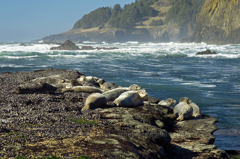 harbor seals (Phoca vitulina) [Otter Rock Marine Garden, Otter Rock, Lincoln County, Oregon]