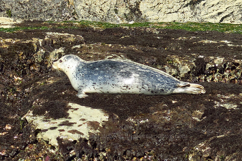 harbor seal (Phoca vitulina) [Otter Rock Marine Garden, Otter Rock, Lincoln County, Oregon]
