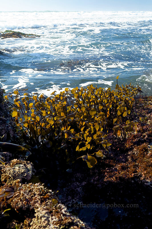 dense-clumped kelp (Laminaria sinclairii) [Otter Rock Marine Garden, Otter Rock, Lincoln County, Oregon]