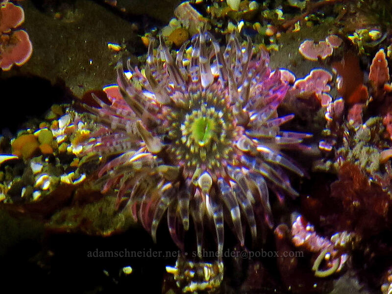 moonglow anemone (Anthopleura artemisia) [Boiler Bay Research Reserve, Lincoln County, Oregon]