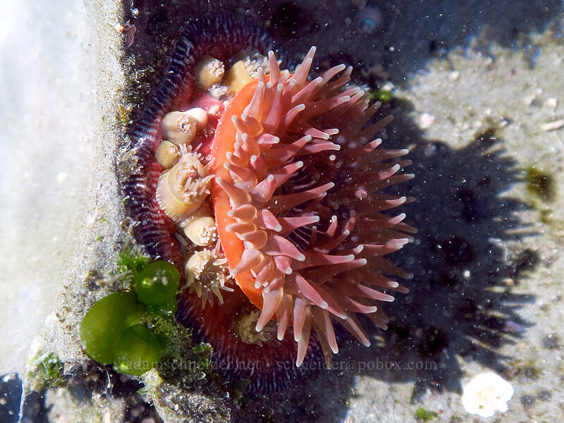 brooding anemone (Epiactis prolifera) [Boiler Bay Research Reserve, Lincoln County, Oregon]