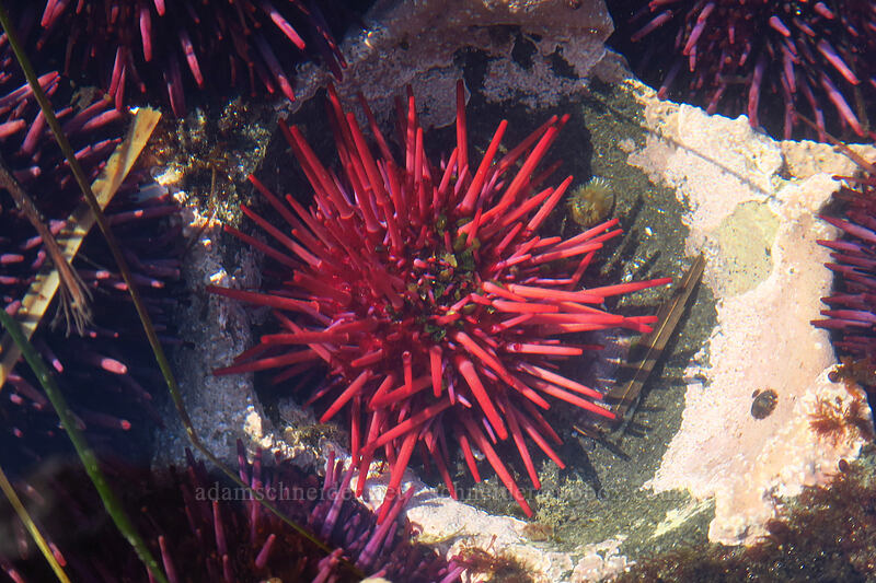 red sea urchin (Strongylocentrotus franciscanus) [Boiler Bay Research Reserve, Lincoln County, Oregon]