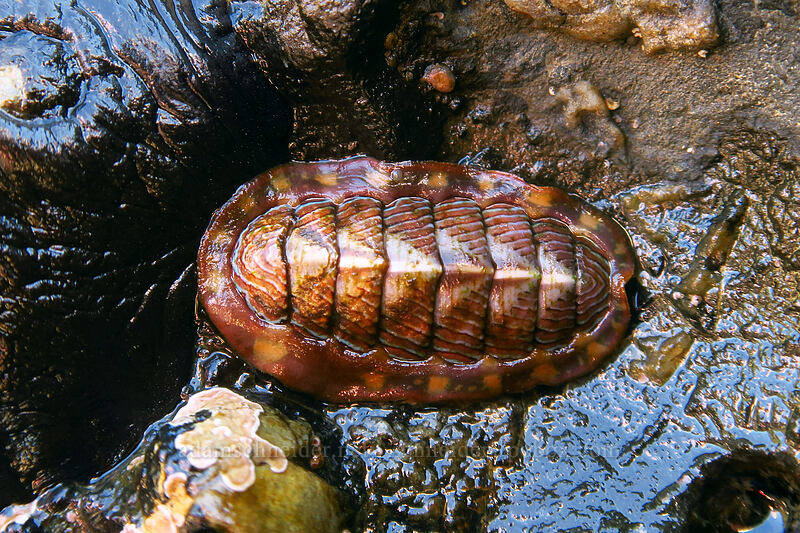 lined chiton (Tonicella lineata) [Boiler Bay Research Reserve, Lincoln County, Oregon]