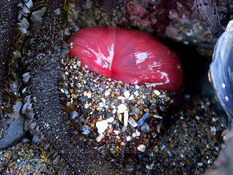 closed anemone [Boiler Bay Research Reserve, Lincoln County, Oregon]