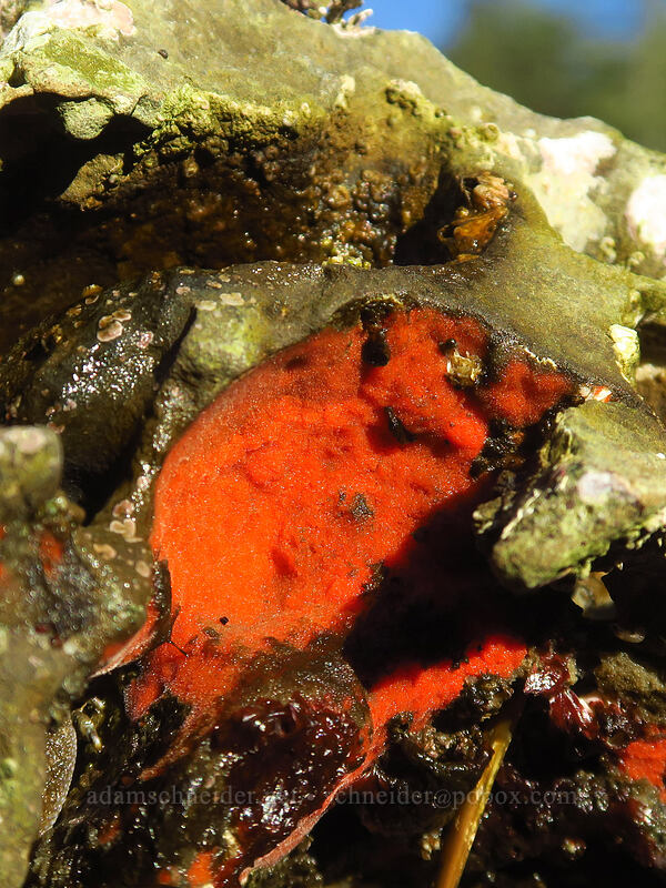 orange encrusting sponge [Boiler Bay Research Reserve, Lincoln County, Oregon]